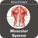 APK Muscular System