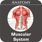 Muscular System icon