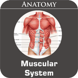 Muscular System APK