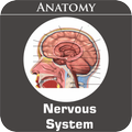 Nervous System