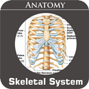 Skeletal System aplikacja