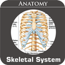 Skeletal System APK