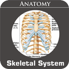 Skeletal System 아이콘
