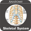 Skeletal System