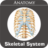 Skeletal System-icoon