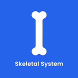 Skeletal System