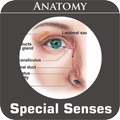Special Senses Anatomy