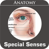 Special Senses 图标