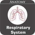 Respiratory System