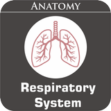 آیکون‌ Respiratory System