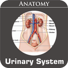 Urinary System icono