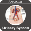 Urinary System