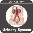 Urinary System icon