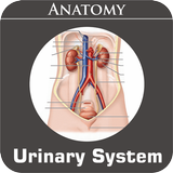 Urinary System أيقونة