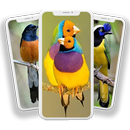Wallpaper Burung APK