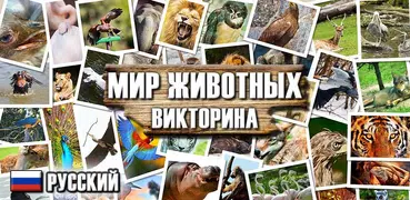 Мир животных – викторина