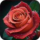 गुलाब का फूल लॉक स्क्रीन APK