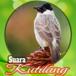 Suara Burung Kutilang