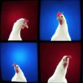 Rooster Sounds & Musics