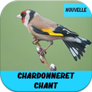 chardonneret chant gratuit-APK