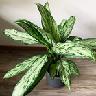 Aglaonema Care иконка