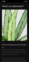 Aglaonema Care скриншот 1
