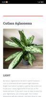 Aglaonema Care скриншот 2
