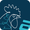 Chicken Farm icon