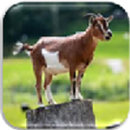 Goat Kannada APK