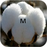 Cotton icon