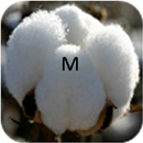 Cotton Marathi APK