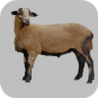 Sheep icono