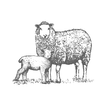 ”Lambing Planner