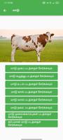 Kho Cattle Management Affiche