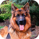 German Shepherd Wallpapers  (backgrounds & themes)-APK