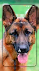 German Shepherd Wallpapers  (backgrounds & themes) APK 下載