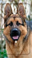 پوستر German Shepherd Wallpapers