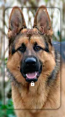 German Shepherd Wallpapers  (backgrounds & themes) APK 下載