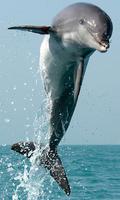 Dolphin Wallpapers Affiche