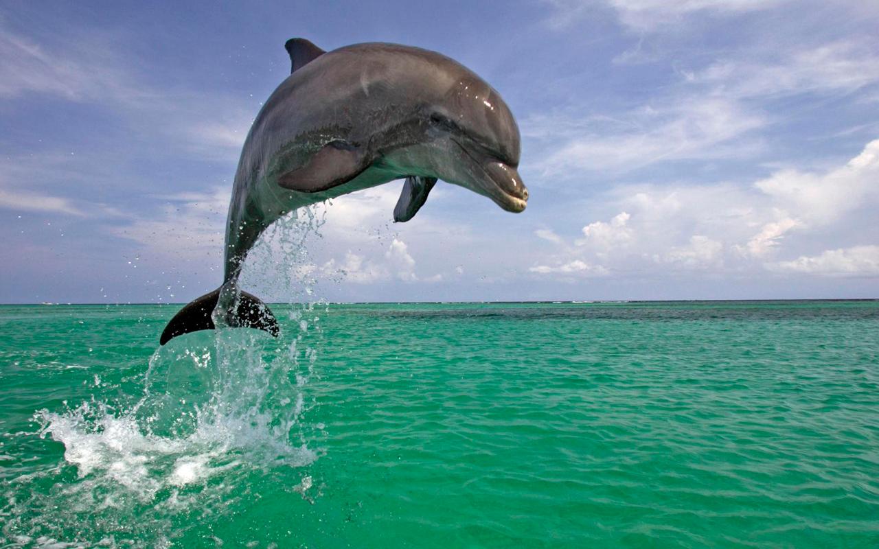 Que significa soñar con delfines