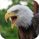 Eagle Wallpapers HD (arrière-plans et thèmes) APK