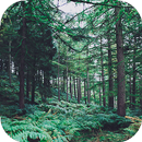 Forest Wallpapers HD (backgrounds & themes)-APK