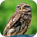 Owl Wallpapers HD (backgrounds & themes) APK