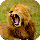 Lion Wallpapers HD (backgrounds & themes) APK