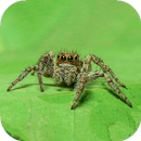 Spider Wallpapers HD (backgrounds & themes) APK
