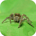 Spider Wallpapers simgesi