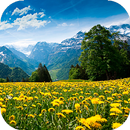Summer Wallpapers HD (backgrounds & themes) APK