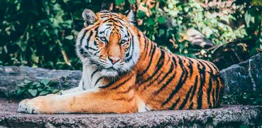 Tigre Wallpapers HD (fundos e temas)