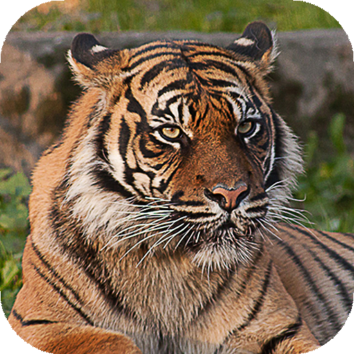 Тигр Обои HD (фоны, темы, картинки)