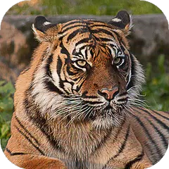 Descargar APK de Tiger Wallpapers HD (fondos y temas)